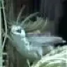 Rapalot
