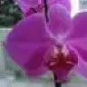 orchidee