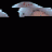 OrkoDerMagier